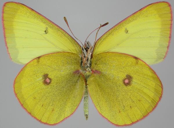 Photo of Colias occidentalis by Norbert Kondla